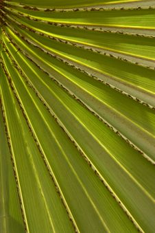 Pattern Of Palm Leaf Stock Images Pattern Of Palm Leaf Stock Images