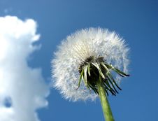 Dandelion Against The Sky Royalty Free Stock Photo