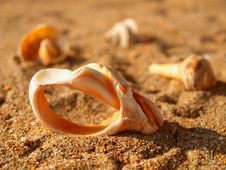 Some Old Seashells On The Sand Royalty Free Stock Photos Some Old Seashells On The Sand Royalty Free Stock Photos