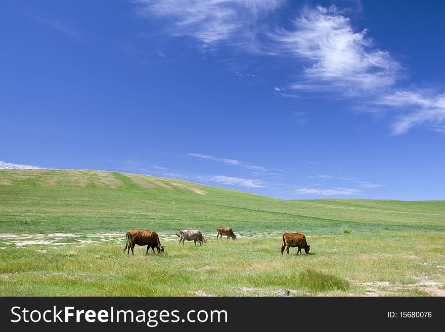 Cattle in summer prairies of Inner Mongolia, China. Cattle in summer prairies of Inner Mongolia, China