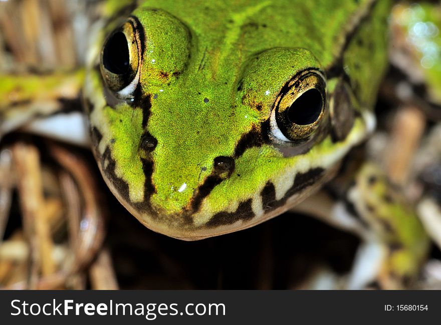 Moor Frog (Rana Arvalis) face macro shot close view