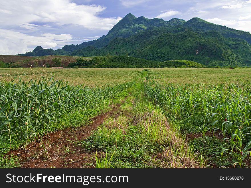 Corn Field In North Of Thailand