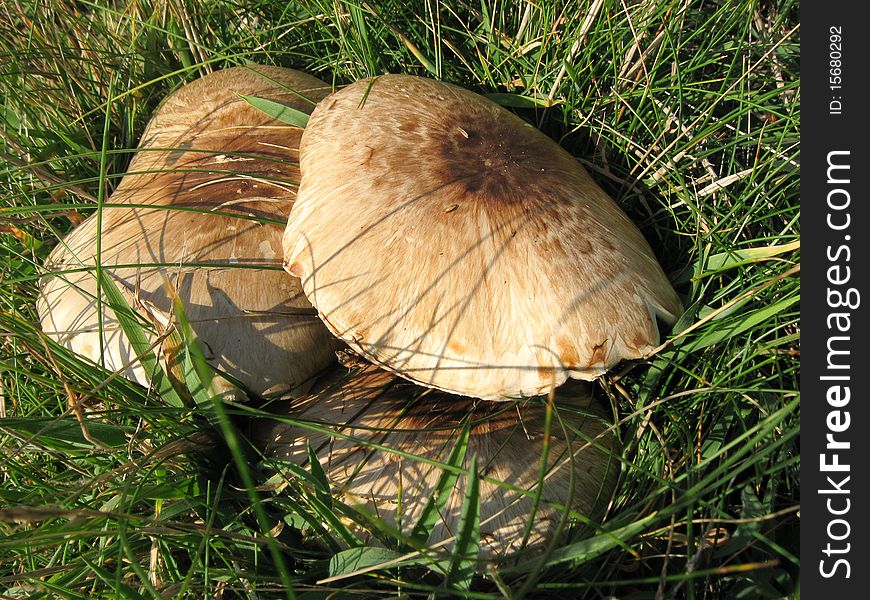 Mushroom, Agaricus urinascens. Edible, free wild food.