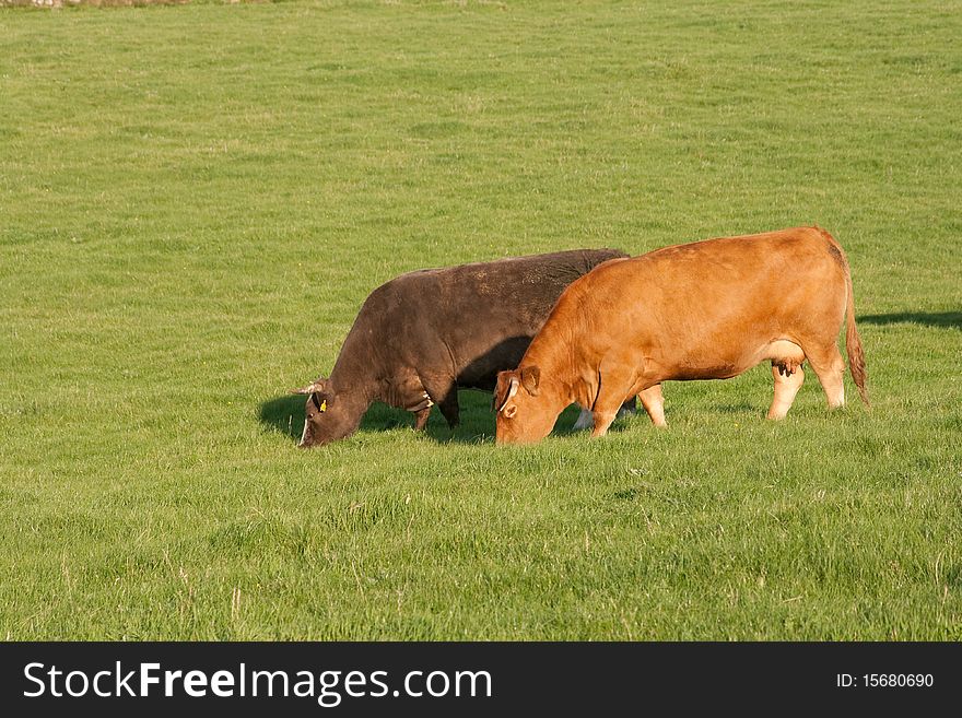 Cattle grazing on rich green pasture. Cattle grazing on rich green pasture.