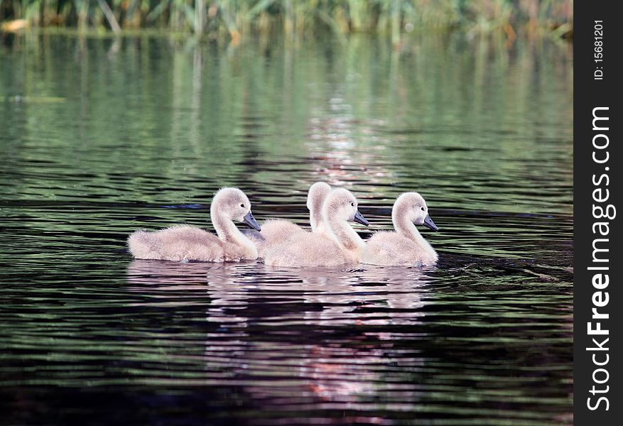 Three swan babies in the water