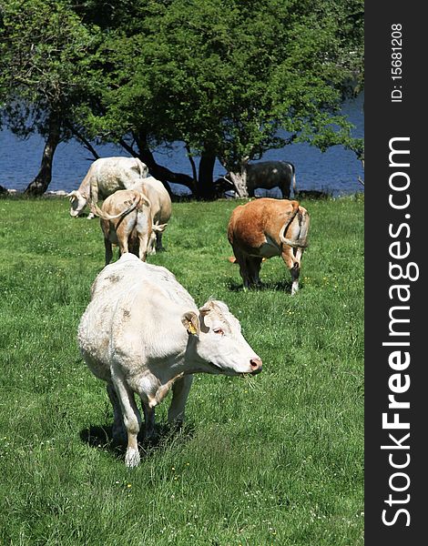 Cattle in a field with grass, trees and water. Cattle in a field with grass, trees and water.