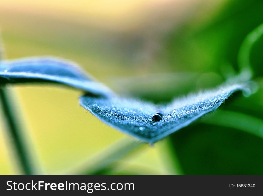 Capture the morning dews before the sunrise