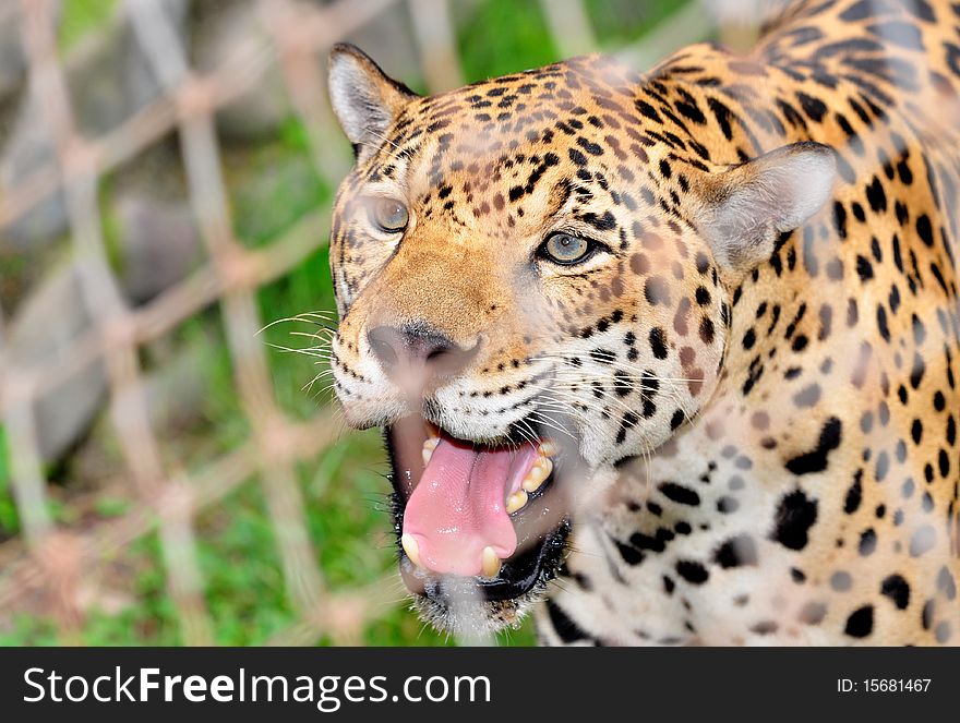 Indian cheetah in zoo jail