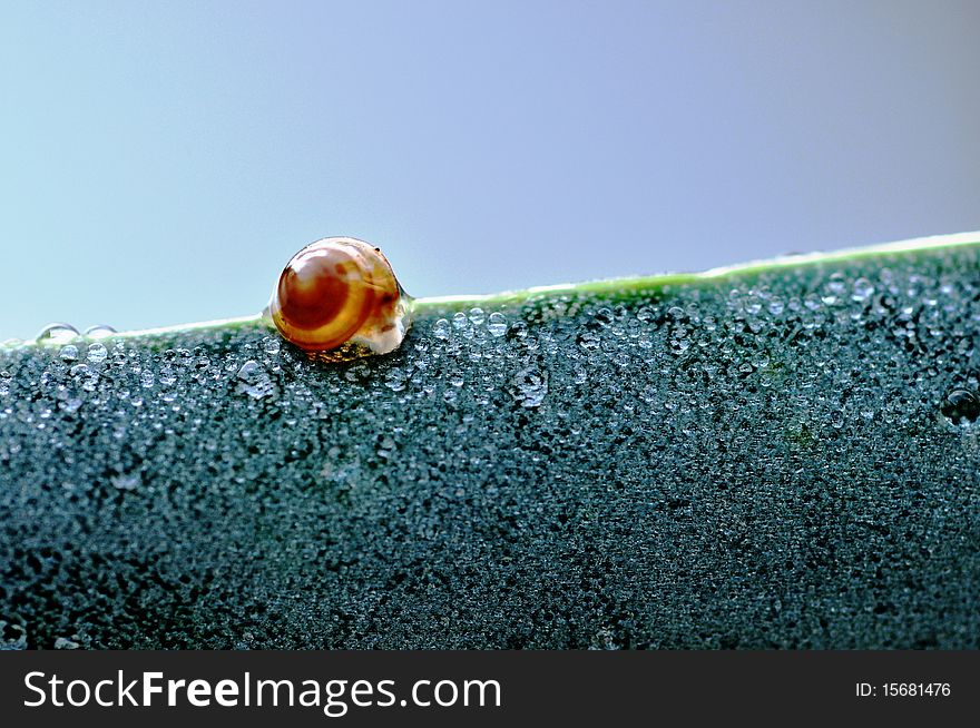 A closeup of a mini snail. A closeup of a mini snail
