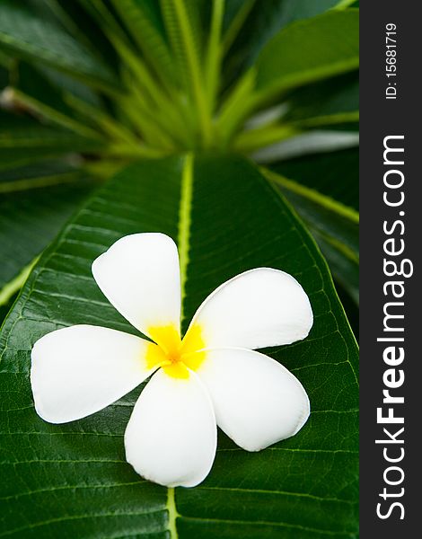 Beautiful white flower in thailand. Beautiful white flower in thailand