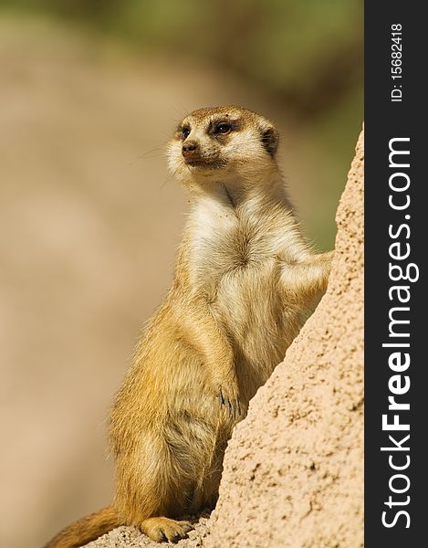 Suricata standing on a rock.