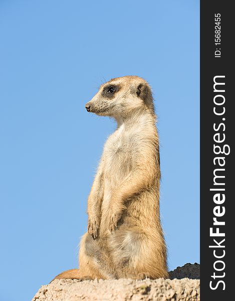 Suricata standing on a rock, copy space. Suricata standing on a rock, copy space.