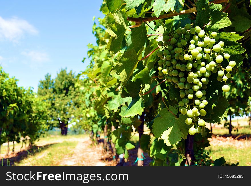Vineyard in Colli Euganey, hills in Italy. Vineyard in Colli Euganey, hills in Italy.