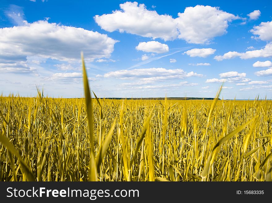 Yellow field of wheat. Summer. Yellow field of wheat. Summer