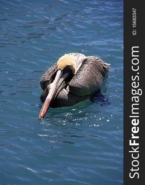 Pelican floating in the ocean