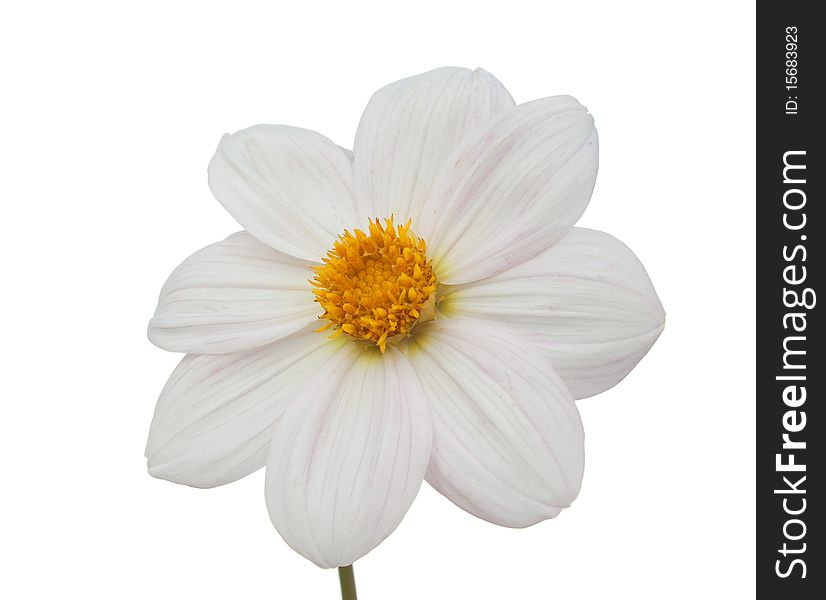 White isolated camomile over white background. Nature