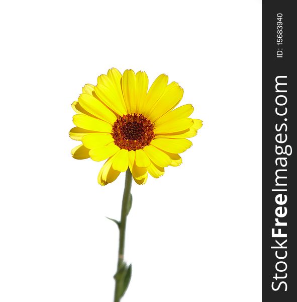 Yellow beautiful isolated camomile over white background