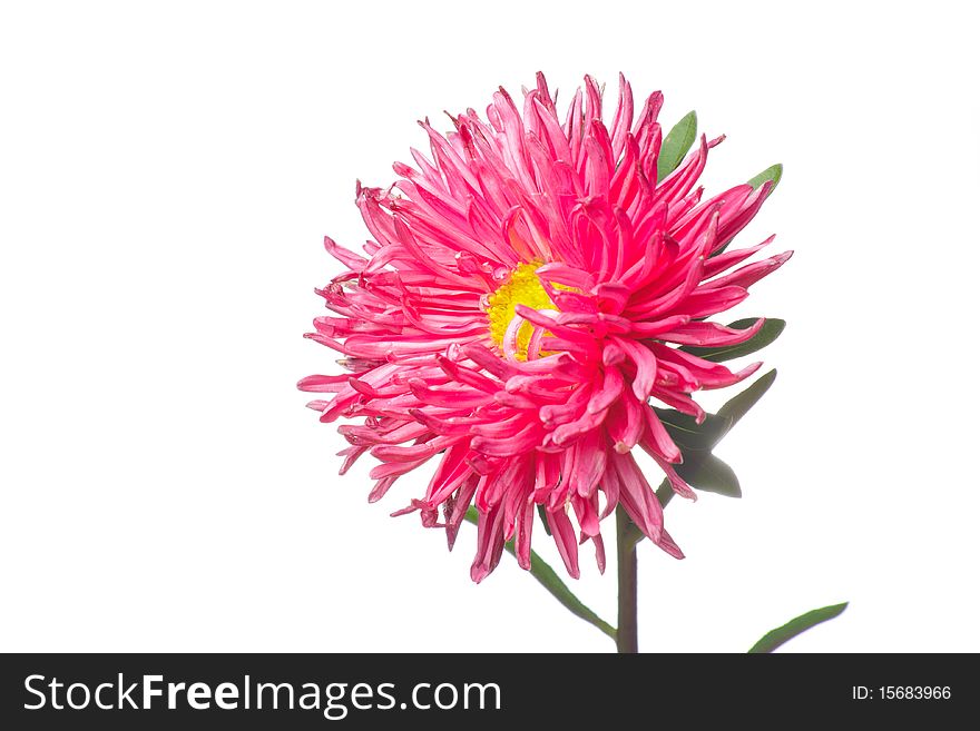 Red isolated aster over white background. Nature