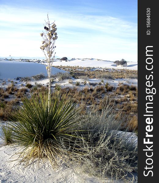 Yucca Plant at White Sands