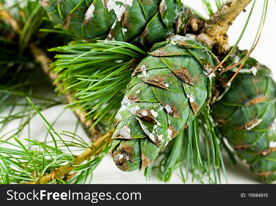 Close up,pine cones for use in christmas decorations ,with resin .