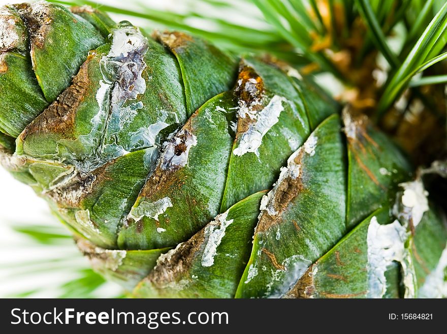 Close up,pine cones for use in christmas decorations ,with resin .