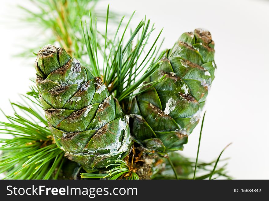 Close up,pine cones for use in christmas decorations ,with resin .