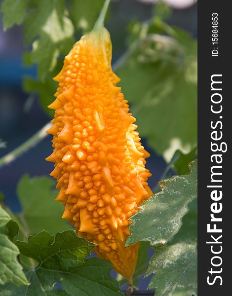 Scientific classification
Kingdom: Plants
Division: Magnoliophyta
Class: Rosids
Ordering: Cucurbitales
Family: Cucurbitaceae
Genus: Momordica