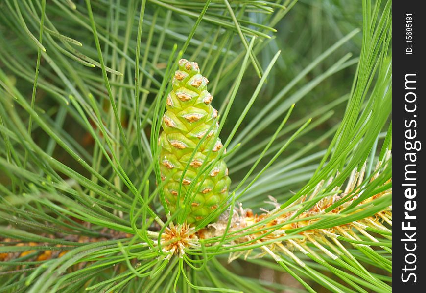 Green cones on the tree