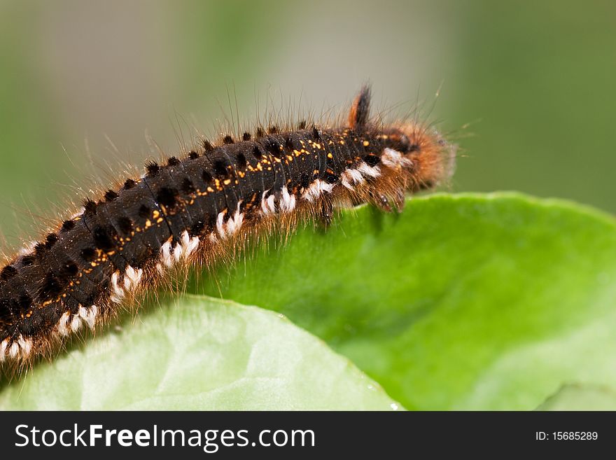 Macro view of hairy caterpillar on a leaf