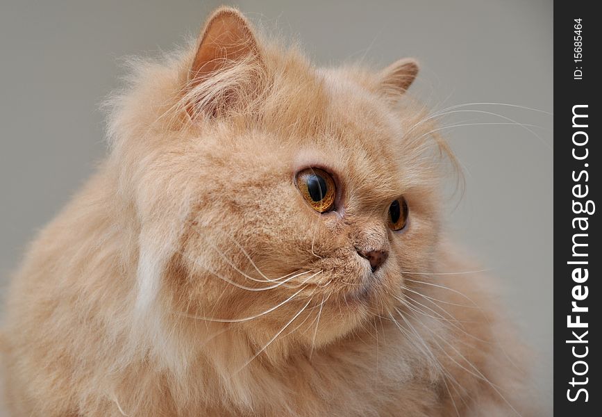 Close up orange persian cat. Close up orange persian cat