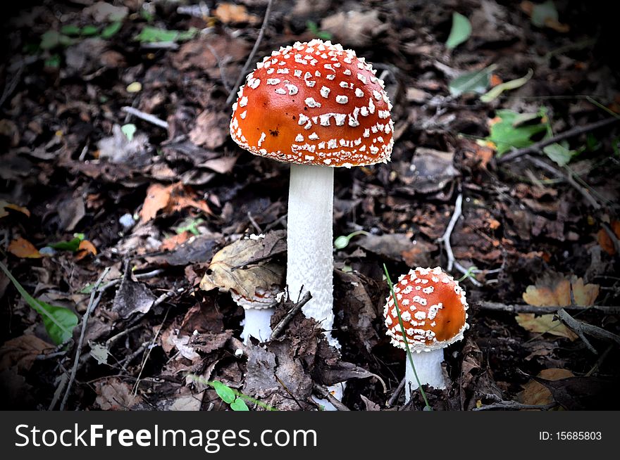 Orange toadstools in the forest