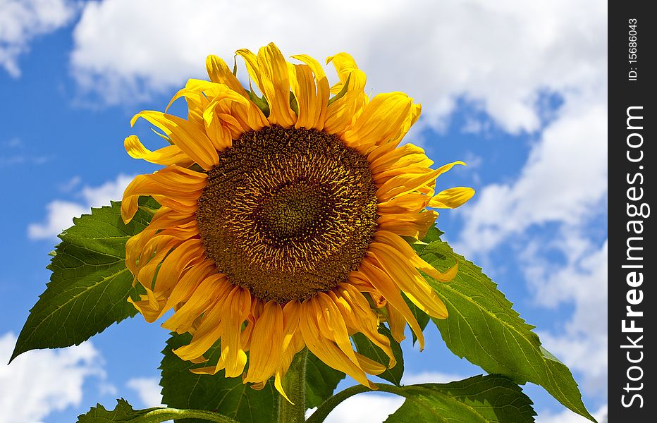 Close-up of a sunflower in full bloom against a blue cloudy sky