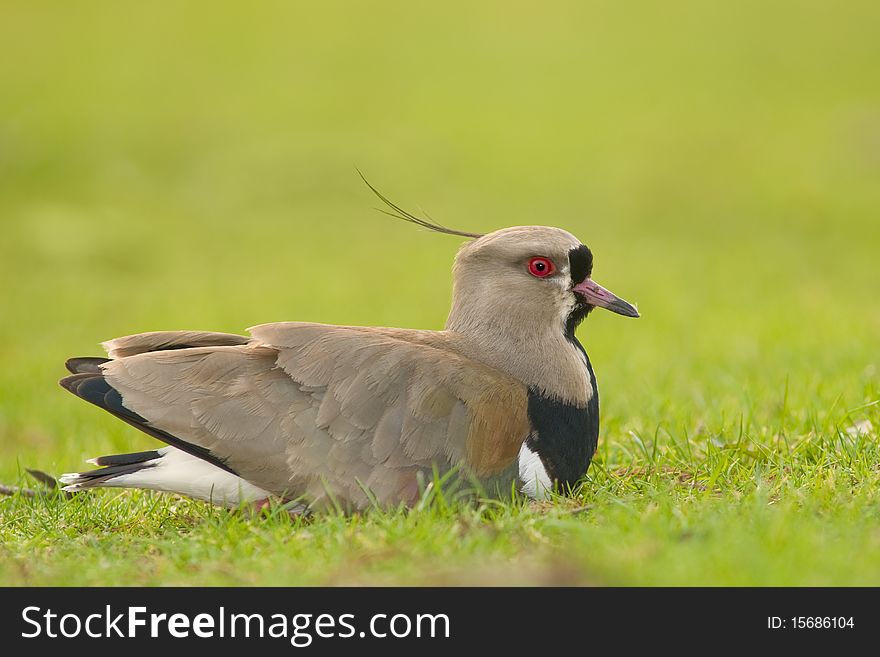 Southern Lapwing (Vanellus Chilensis).