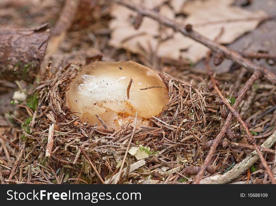 Witches egg, Phallus impudicus, embryo stage in nest of pine needles. Witches egg, Phallus impudicus, embryo stage in nest of pine needles.