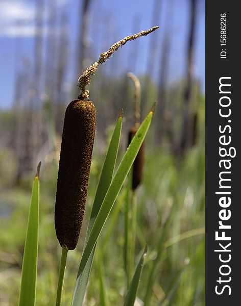 A brown cat tail growing in a swamp