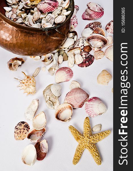 Cooper Pot, Shellstar, And  Seashell Collection