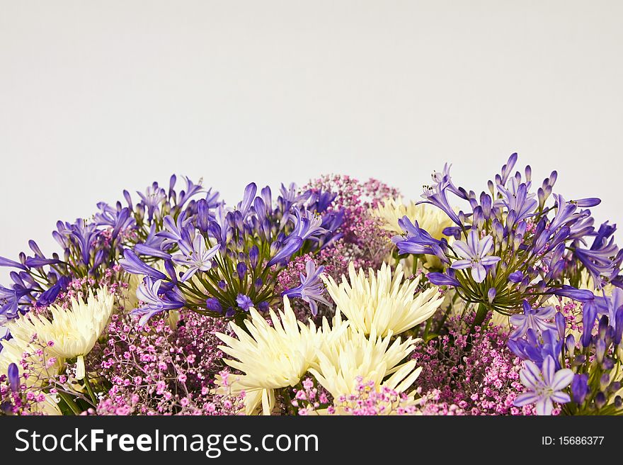 Chrysanthemum flowers. You can write text on.