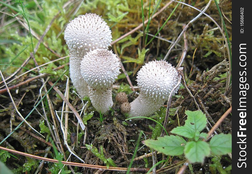 Common puffballs, Lycoperdon perlatum, amongst moss and needles. Common puffballs, Lycoperdon perlatum, amongst moss and needles.