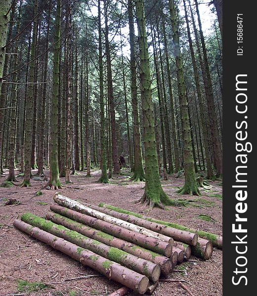 Forest with pine trees, cut lengths of pine on the ground. Forest with pine trees, cut lengths of pine on the ground.