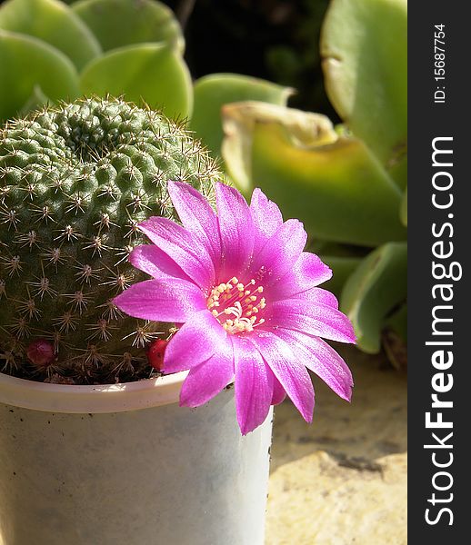 Cactus with thorns and flower fuchsia,in full bloom. Cactus with thorns and flower fuchsia,in full bloom.