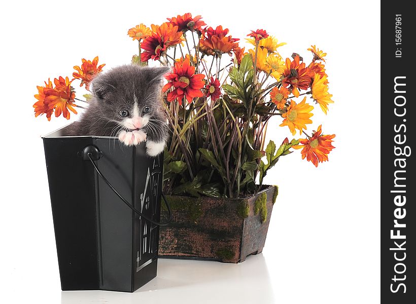 An adorable kitten climbing out of a black Halloween container in front of a pot of fall flowers.  Isolated on white. An adorable kitten climbing out of a black Halloween container in front of a pot of fall flowers.  Isolated on white.