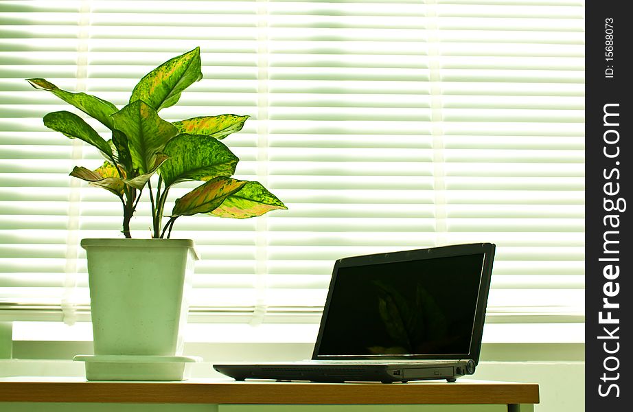 Notebook and plant near office window. Notebook and plant near office window