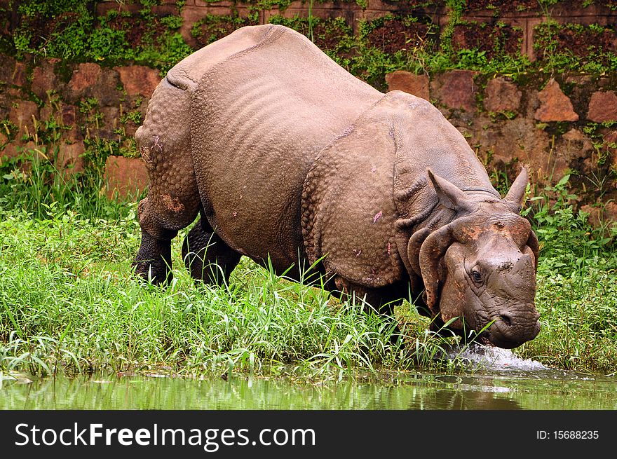 Indian one horned rhinoceros taking a plunge into the river for a bath. Indian one horned rhinoceros taking a plunge into the river for a bath