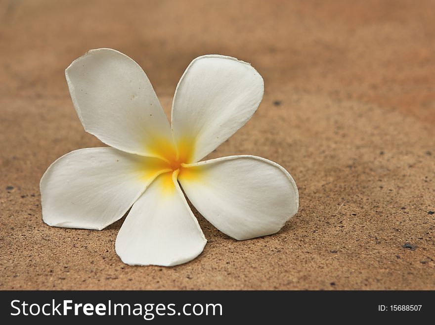 White tropical flower on ground. White tropical flower on ground