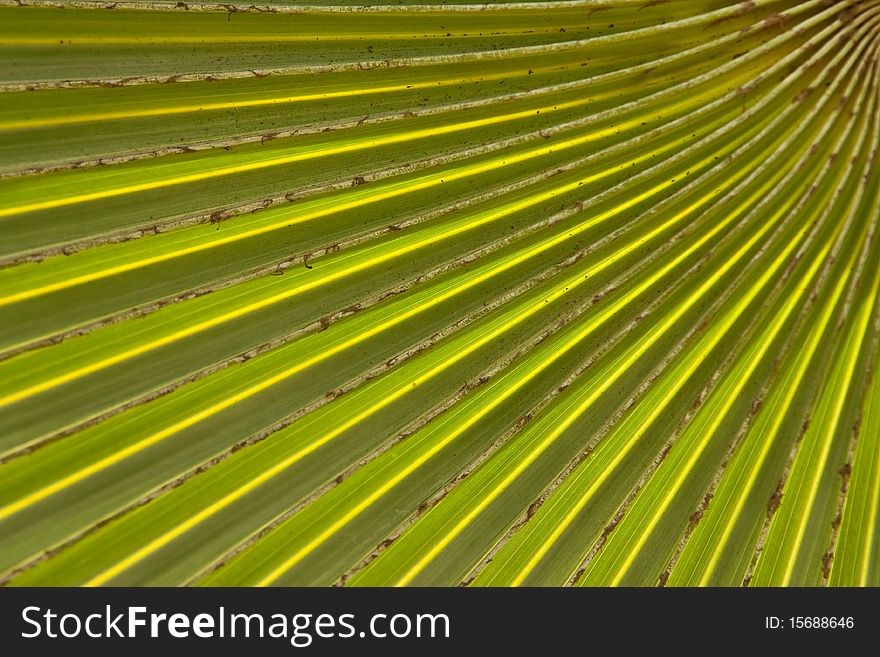 Line on tropical palm leaf. Line on tropical palm leaf