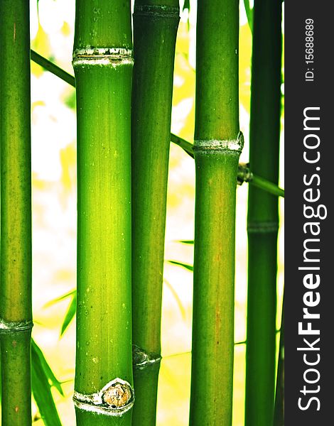 This is green bamboo in vertical line