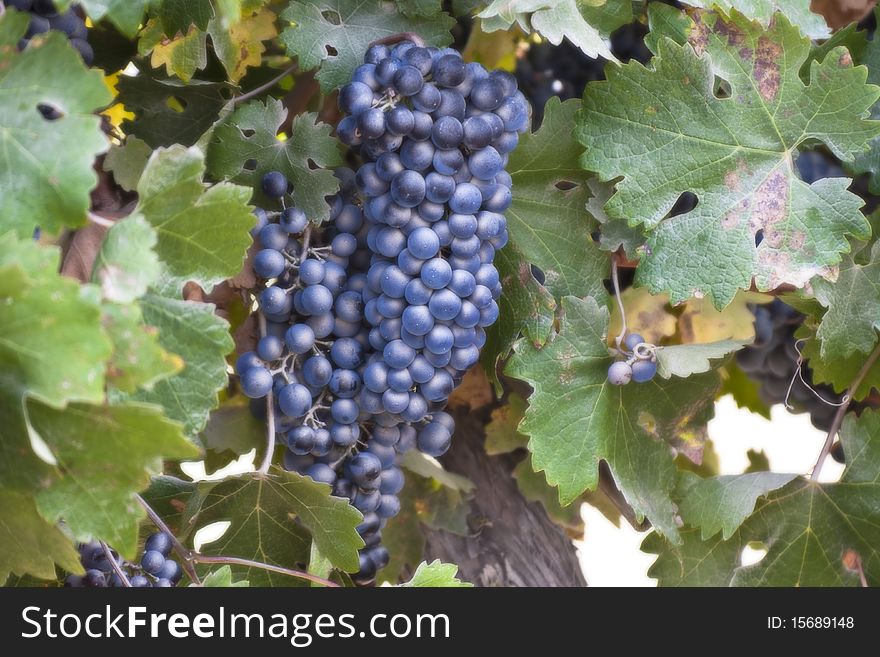 Grapes in a vineyard with leaves