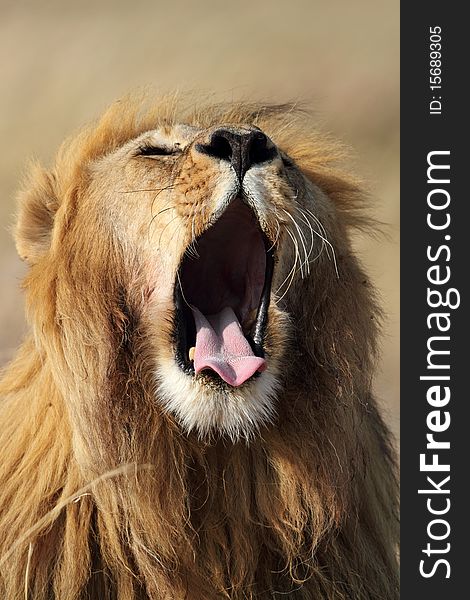 Lion male yawning, Serengeti