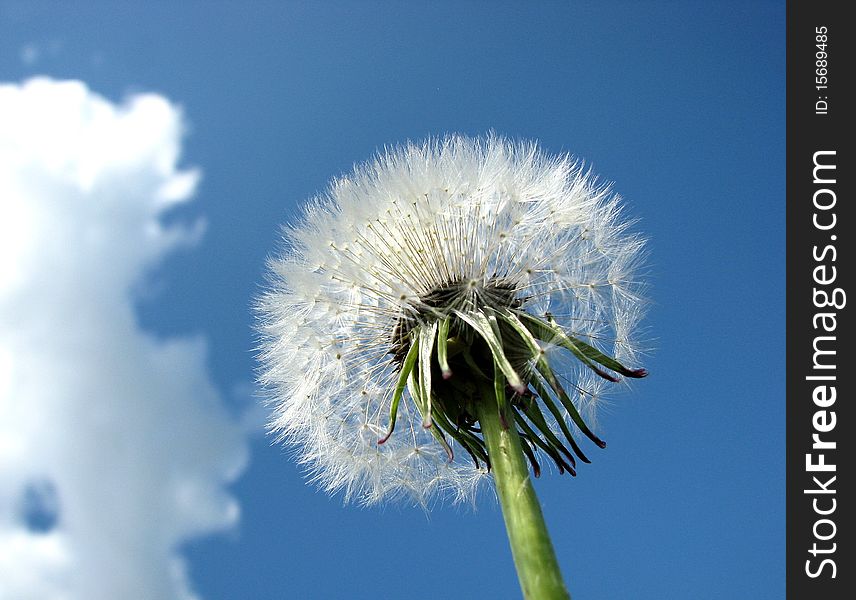 Dandelion against the blue sky with clouds. Dandelion against the blue sky with clouds
