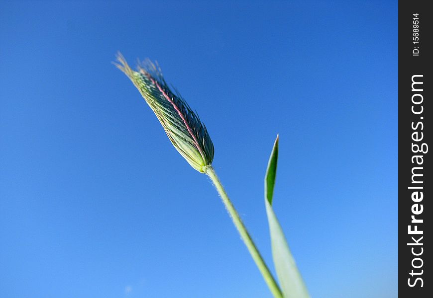 Barley ear against the dark blue sky. Barley ear against the dark blue sky